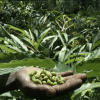 NIC, Spices Board to use AI to deal with Cardamom Diseases in Sikkim